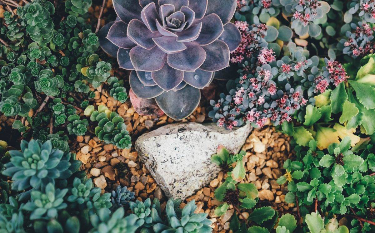 Reasons why Flower Seeds and Succulents are the Best Beach Wedding Giveaway