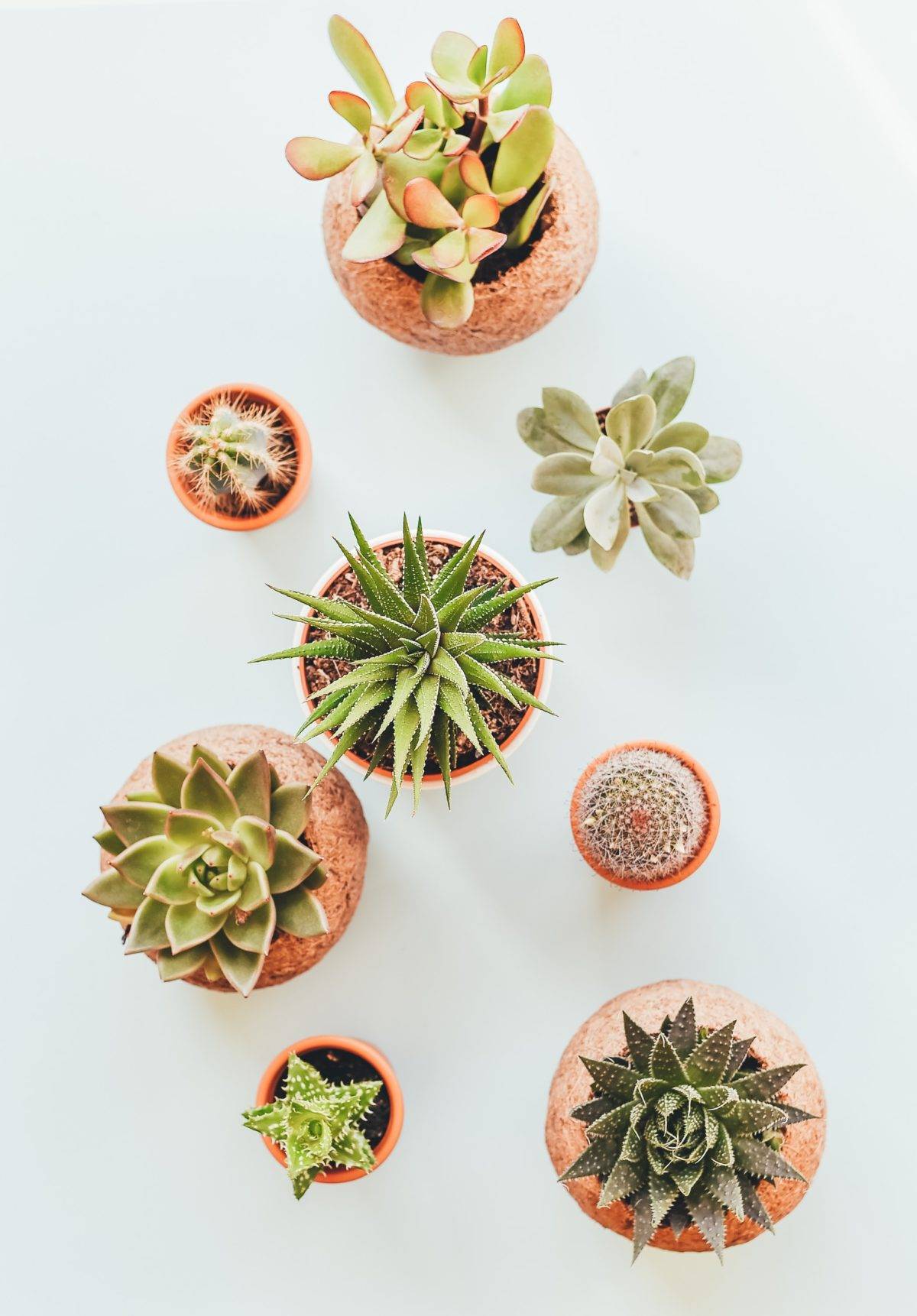 Reasons why Flower Seeds and Succulents are the Best Beach Wedding Giveaway