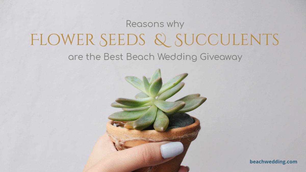 Reasons why Flower Seeds and Succulents are the Best Beach Wedding Giveaway